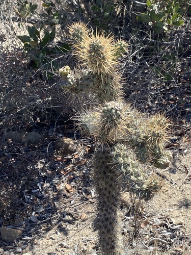 Cylindropuntia prolifera, photograph 4