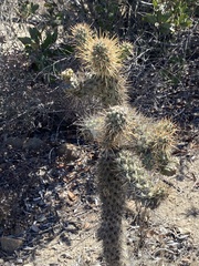 author not stated, no rights reserved Cylindropuntia prolifera, photograph author not stated, no rights reserved