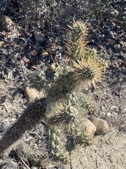author not stated, no rights reserved Cylindropuntia prolifera, photograph author not stated, no rights reserved