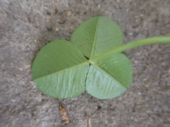 Trifolium repens