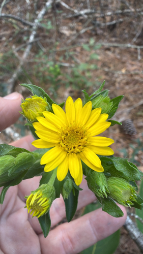 Maryland golden-aster
