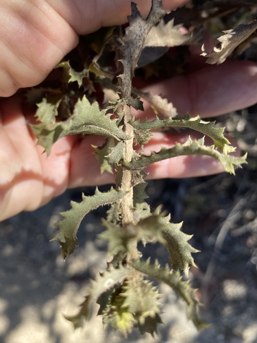 Hazardia squarrosa, photograph 3