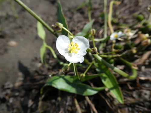 Arumleaf arrowhead (Sagittaria cuneata)