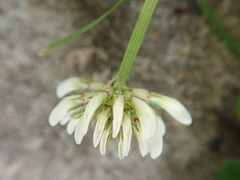 Trifolium repens