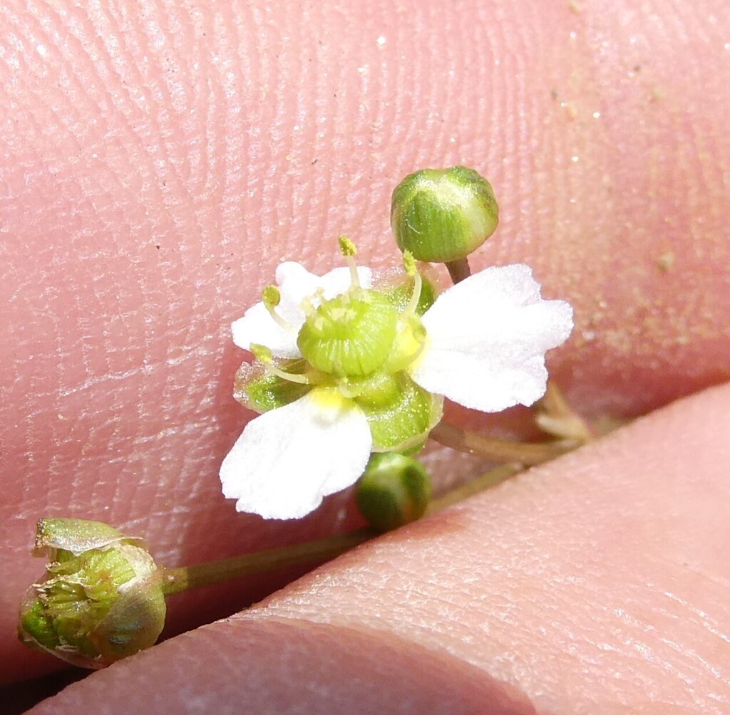 Alisma triviale; photograph author not stated, no rights reserved