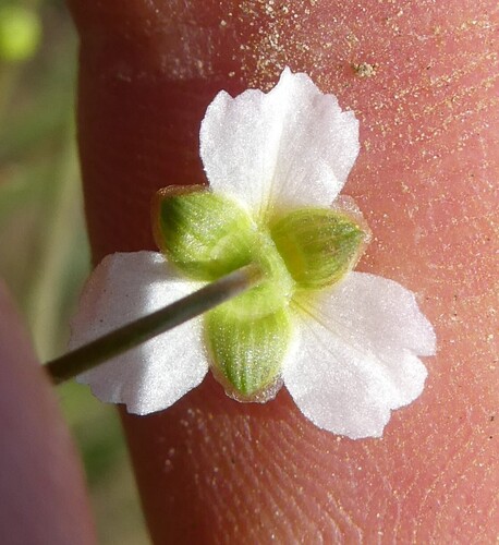 Alisma triviale, photograph 6