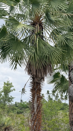 Copernicia prunifera, photograph 2