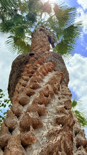 Copernicia prunifera, photograph 3