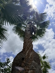 Copernicia prunifera, photograph author not stated, no rights reserved