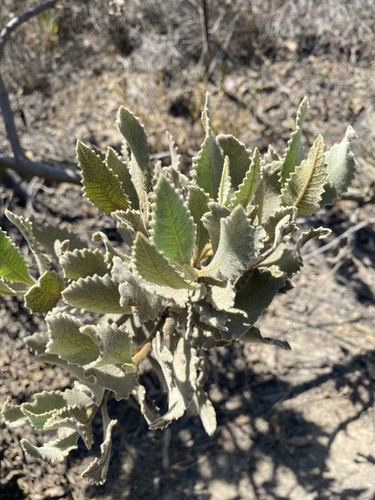 Eriodictyon crassifolium, photograph 6