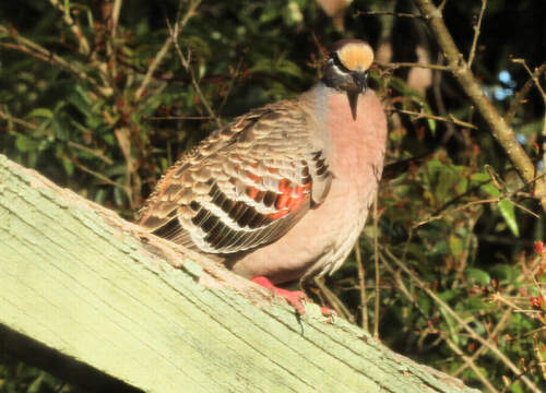 Common Bronzewing