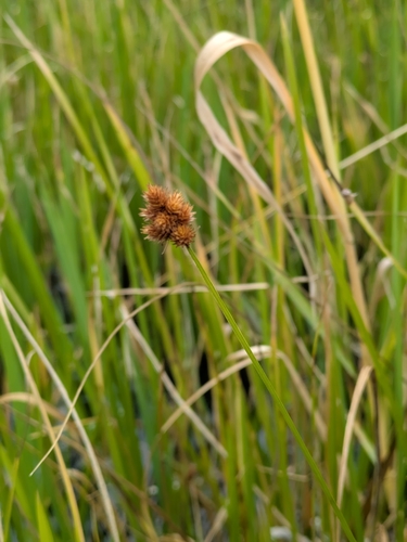Carex bebbii