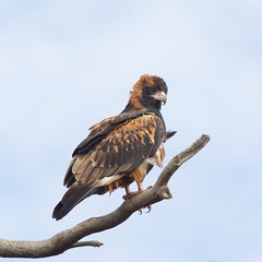 Hamirostra melanosternon