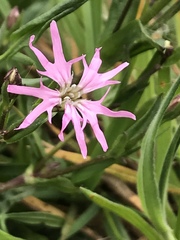 Silene flos-cuculi
