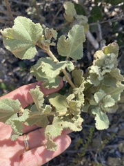 Malacothamnus fasciculatus, photograph author not stated, no rights reserved