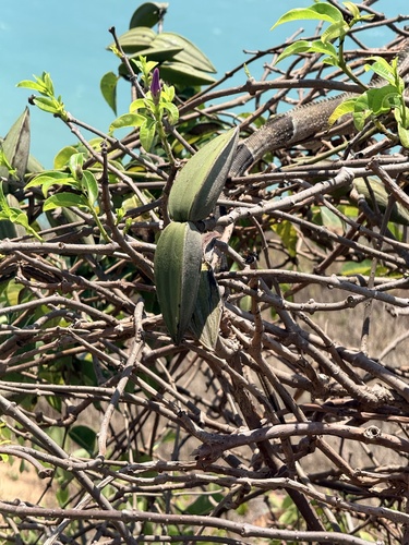 Cryptostegia madagascariensis, photograph 5