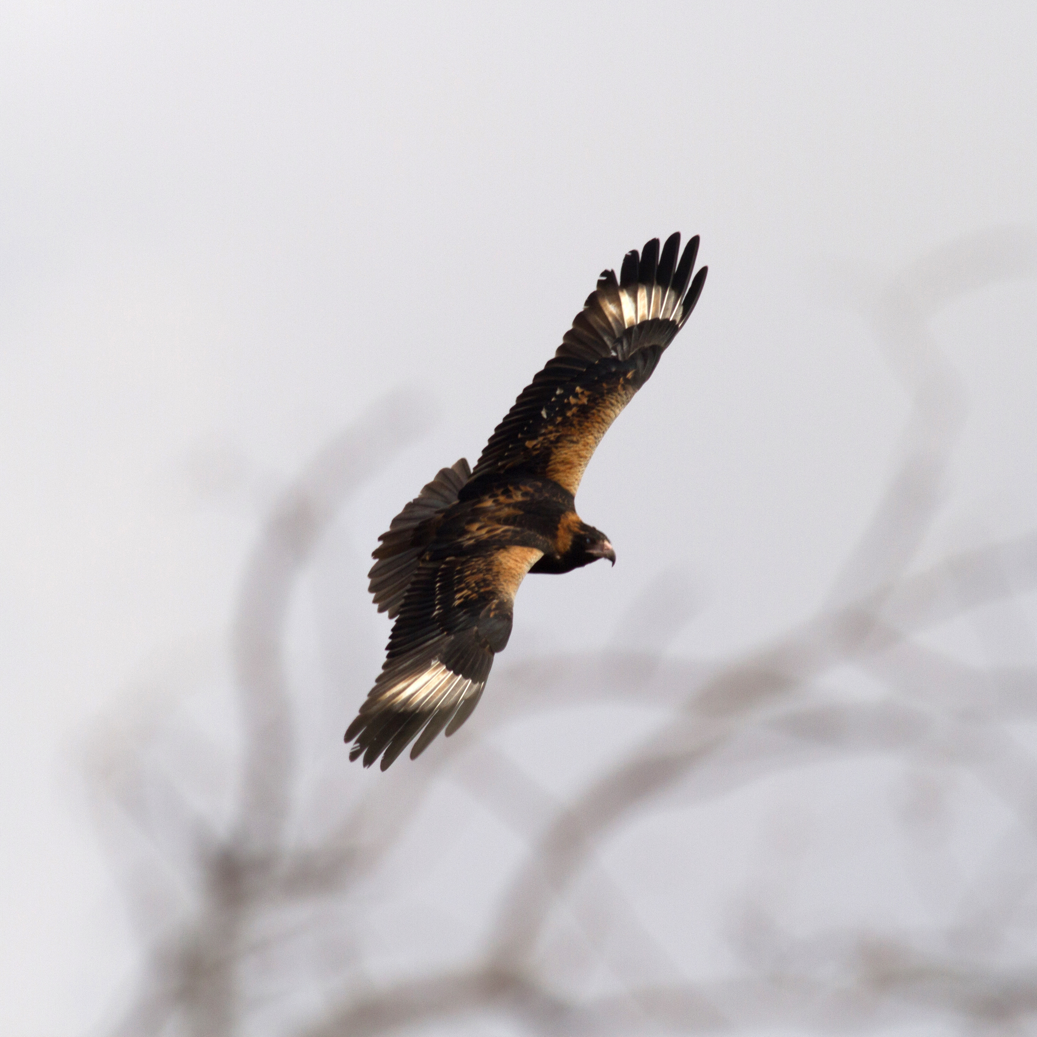 Black-breasted Kite illustration