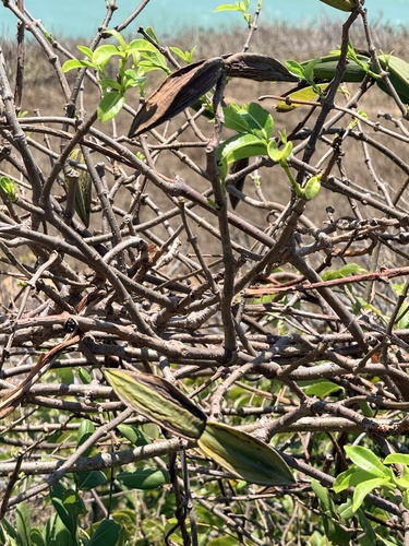 Cryptostegia madagascariensis, photograph 6