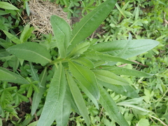 Cirsium arvense