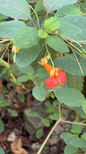 common jewelweed