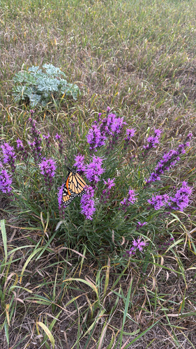 Monarch
