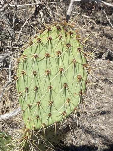 Opuntia littoralis