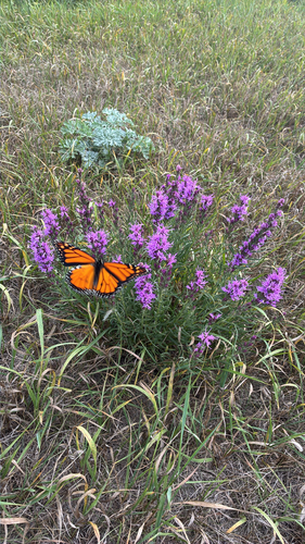 dotted gayfeather