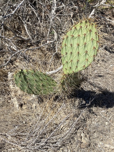 Opuntia littoralis, photograph 2