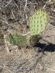 Opuntia littoralis, photograph author not stated, no rights reserved