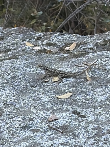 iNaturalist observation photo of Spiny Lizards