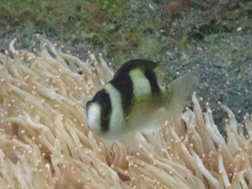 Black-banded Damsel