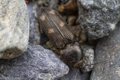 Paracardiophorus
