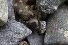 Paracardiophorus