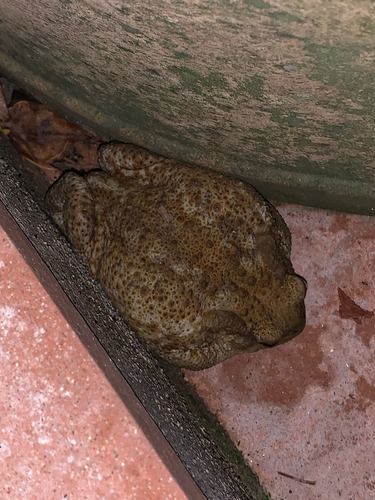 European Toad