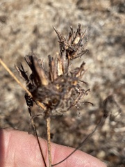 author not stated, no rights reserved Cordylanthus rigidus, photograph author not stated, no rights reserved