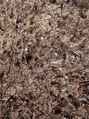 Cordylanthus rigidus, photograph 4