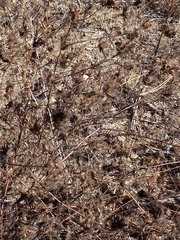 author not stated, no rights reserved Cordylanthus rigidus, photograph author not stated, no rights reserved