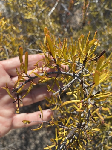 Cneoridium dumosum, photograph 5