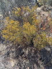 Cneoridium dumosum, photograph author not stated, no rights reserved