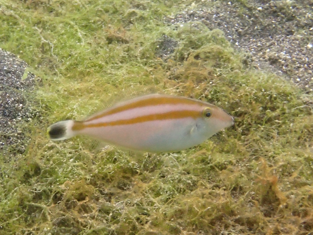 Rhinoceros leatherjacket