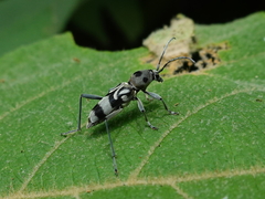 Chlorophorus macaumensis