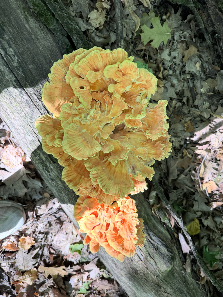 chicken of the woods · September 2026 · photo: Photo: (c) Erica Tava Johnson, some rights reserved (CC BY) · iNaturalist