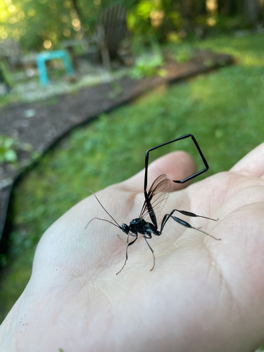 American Pelecinid Wasp