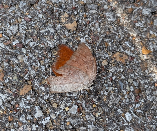 Goatweed Leafwing