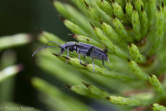 Grammoptera subargentata