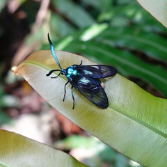 Zama nigrigemma