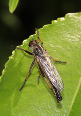 Neoitamus