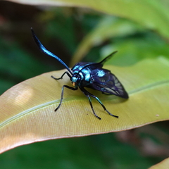 Zama nigrigemma