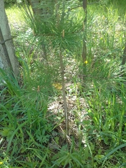 Pinus sylvestris