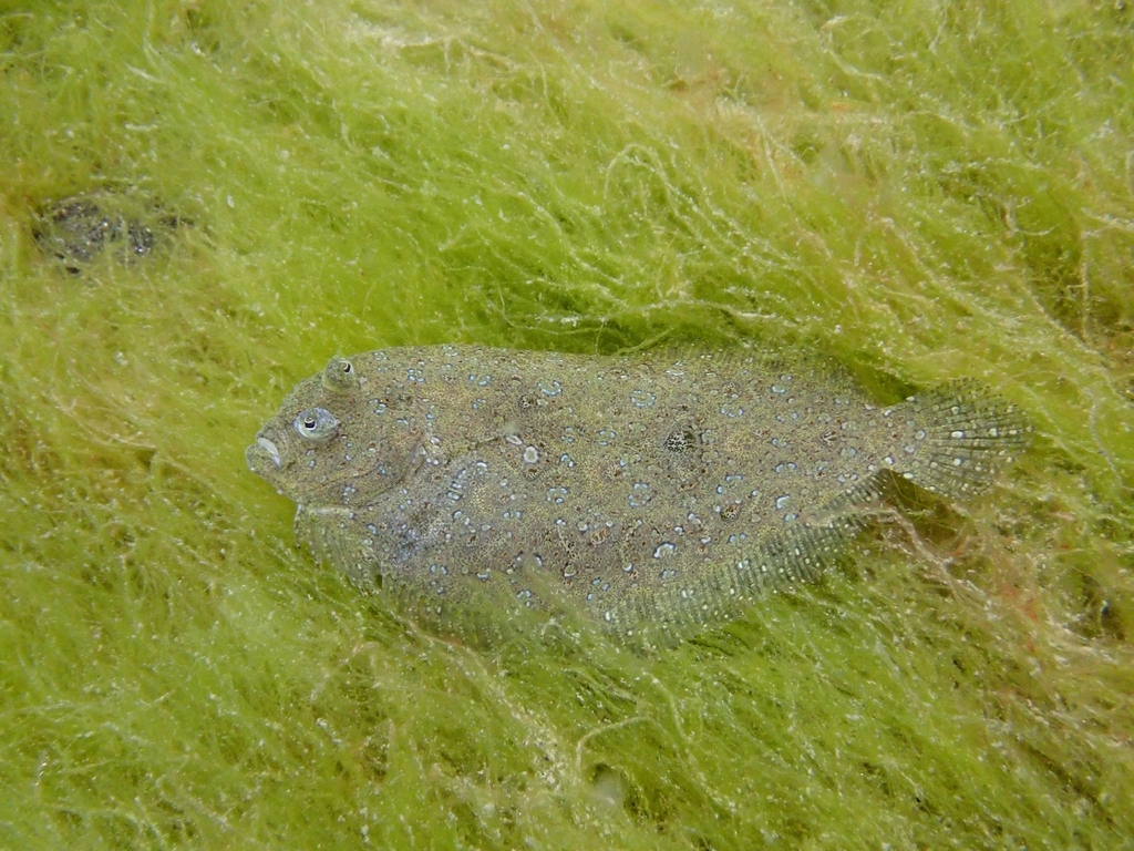 Leopard flounder
